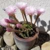 tillygardener
